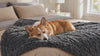 Corgi relaxing on a dark grey plush waterproof dog blanket