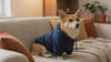 Corgi in a navy plush dog hoodie relaxing on a couch