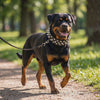 Dog walking outdoors wearing the black studded Rebel collar and leash