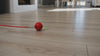 Dog chasing the Scoot smart rolling dog ball
