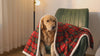 Angus red-green tartan fleece dog blanket with a Golden Retriever