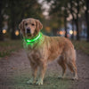 Dog walking at night wearing a glowing green Glimmer LED safety collar
