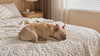 French Bulldog settling on a cream baroque embossed dog throw