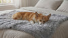 Corgi settling calmly on a frost faux-fur calming dog blanket
