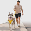 Husky walking on-leash wearing the yellow Beacon Reflective Dog Harness