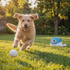 Dog chasing a ball across the lawn from the Rally automatic ball launcher