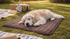 Golden Retriever cooling off and settling onto the Brisk cooling dog mat