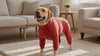 Dog in the red Slumber fleece pajamas relaxing at home