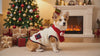 Corgi in a cream plaid fleece winter coat with a red snowman scarf by a Christmas tree