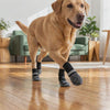 Dog walking confidently in the Grippy Anti-Slip Dog Socks