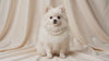 White Pomeranian wearing the Coco white pearl dog necklace