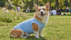 Corgi wearing a blue Breeze cooling dog shirt in a sunny summer park