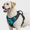Dog walking outdoors wearing the teal Snug no-pull harness