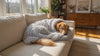 Puff silver-grey plush dog blanket with a Golden Retriever resting