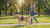 Woman walking her Golden Retriever wearing the blue Steady No-Pull Dog Harness